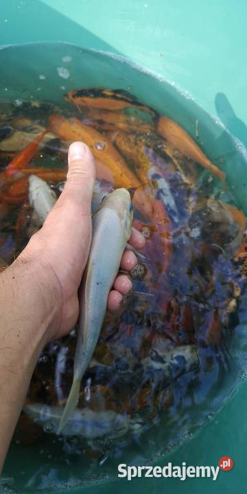 Narybek karpia Koi Końskie