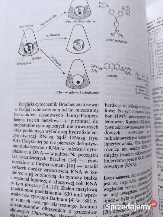 Cytobiochemia Leokadia Kłyszejko Stefanowicz kujawsko-pomorskie Osięciny
