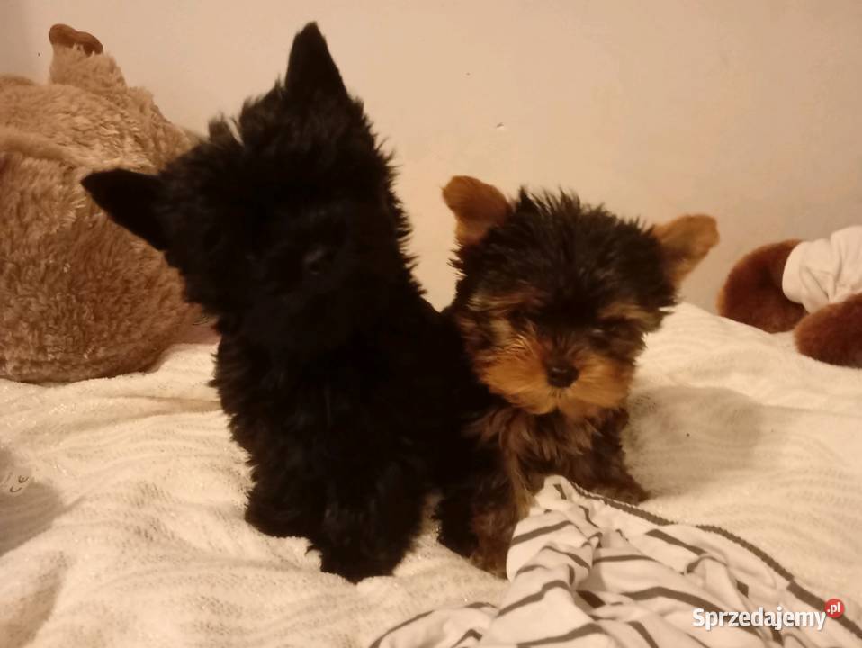 York Terrier Mini Wilków