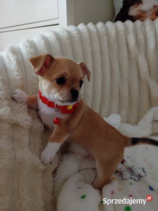 Chihuahua suczka Konin sprzedam