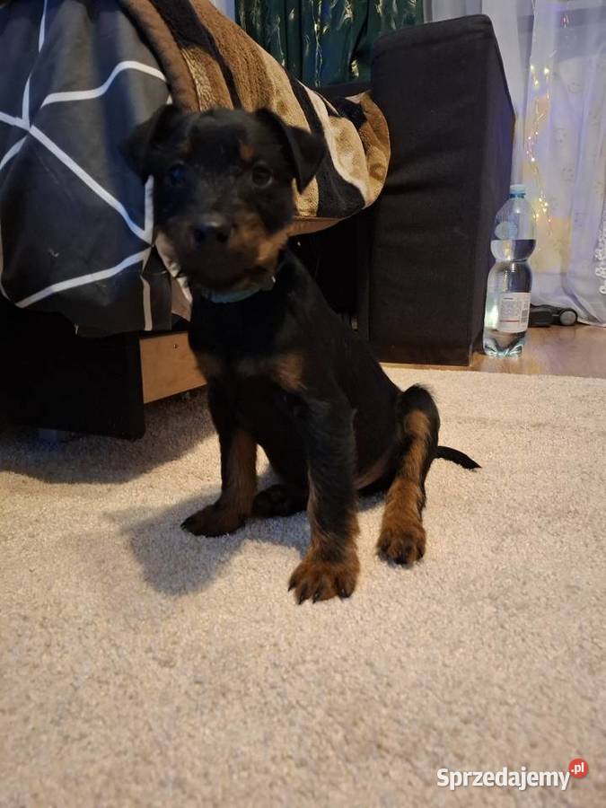 Terier Niemiecki Piesek