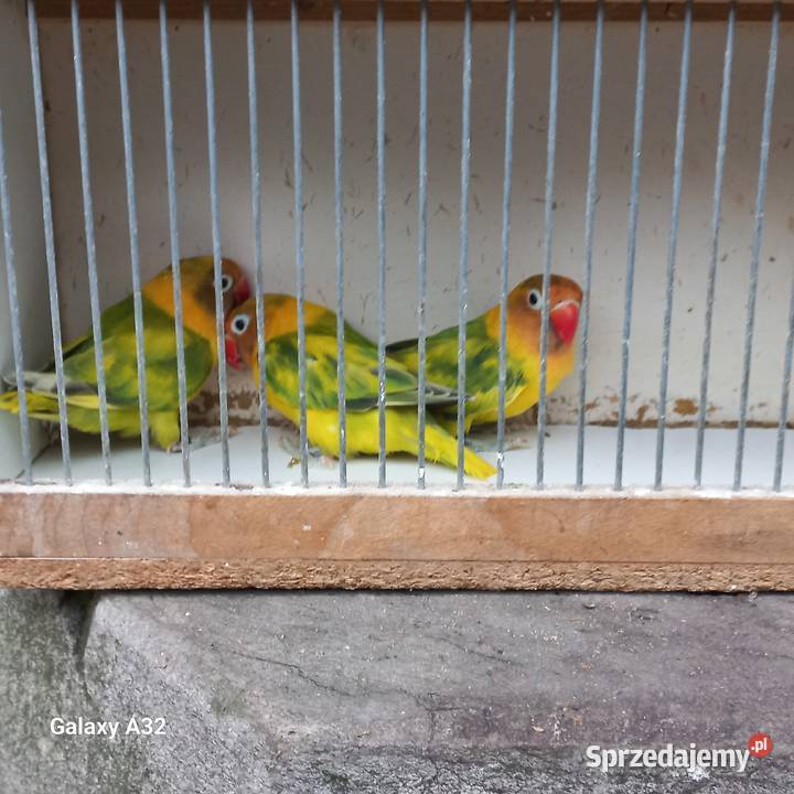 Nierozłączki czarnogłowe szeki 2025r Ptaki Garwolin