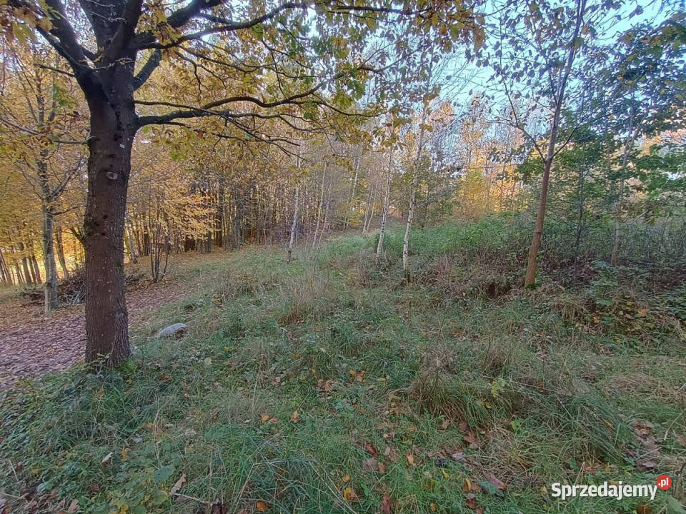 Działka 3000m2 Gromadzin 66zł/m2