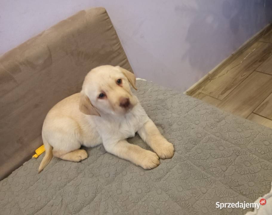 Labrador Retriever Z Rodowodem Poświętno sprzedam