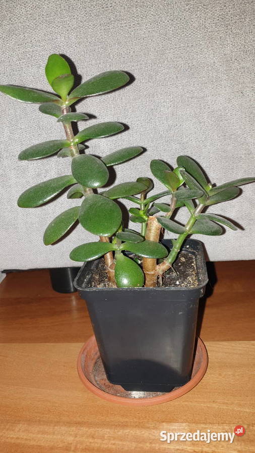 Grubosz crassula ładne drzewko szczęścia Warszawa sprzedam