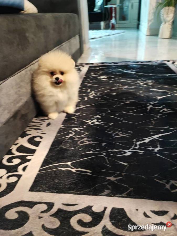 Pomeraniany suczki Zwierzęta Bolesławiec sprzedam