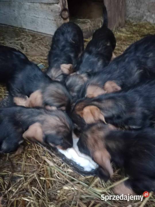 Sprzedam jamniki szorstkowłose Opatów