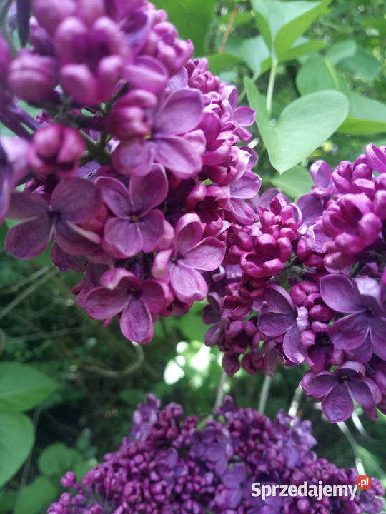 Bez lilak pospolity 20 3 kolory