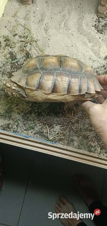 Żółw Pustynny Samica