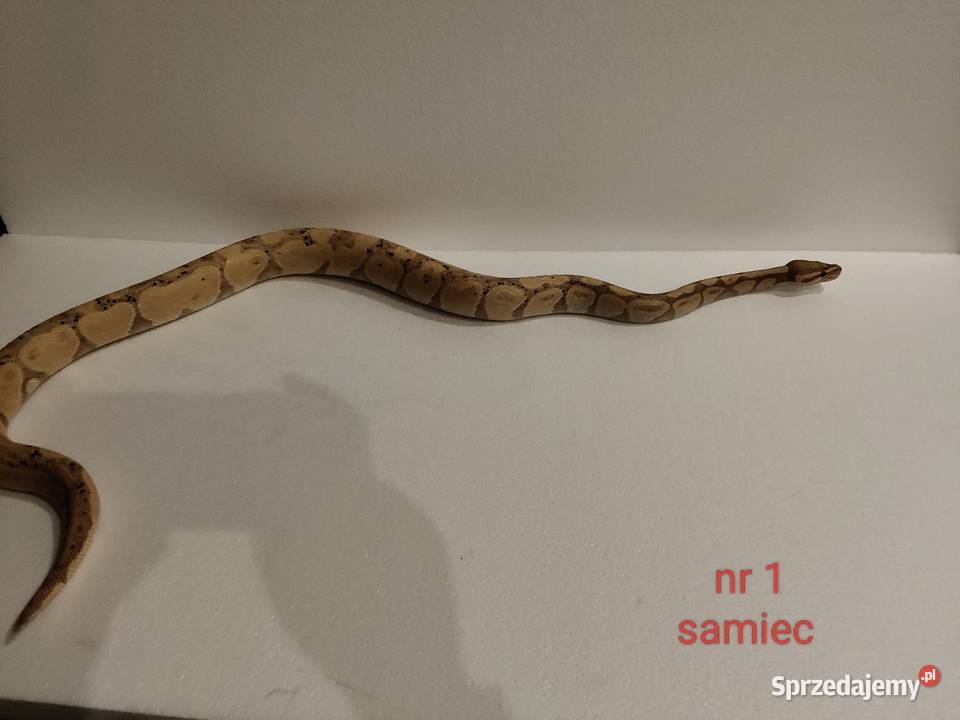 Węże regiusy sprzedam