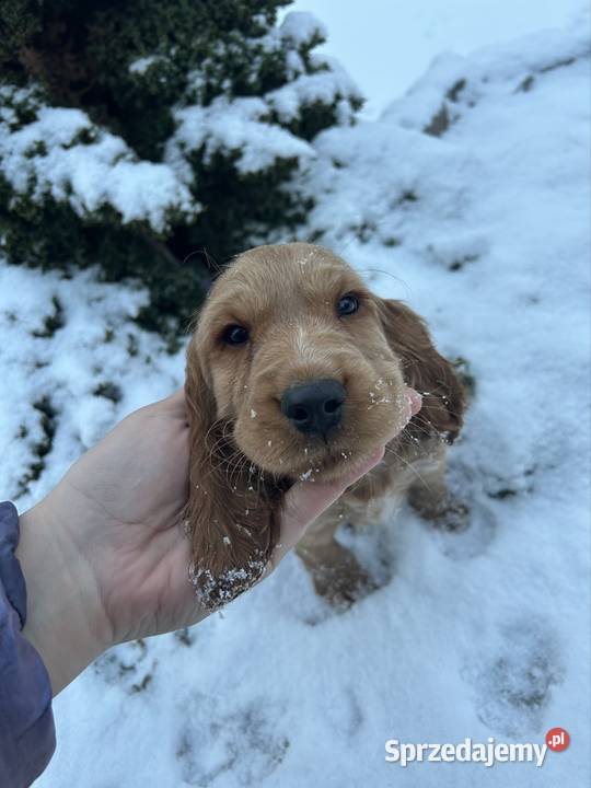 Cocker spaniel angielski Celestynów