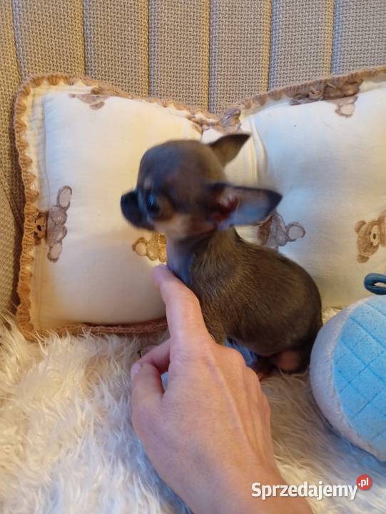 Chihuahua xxs błękitna