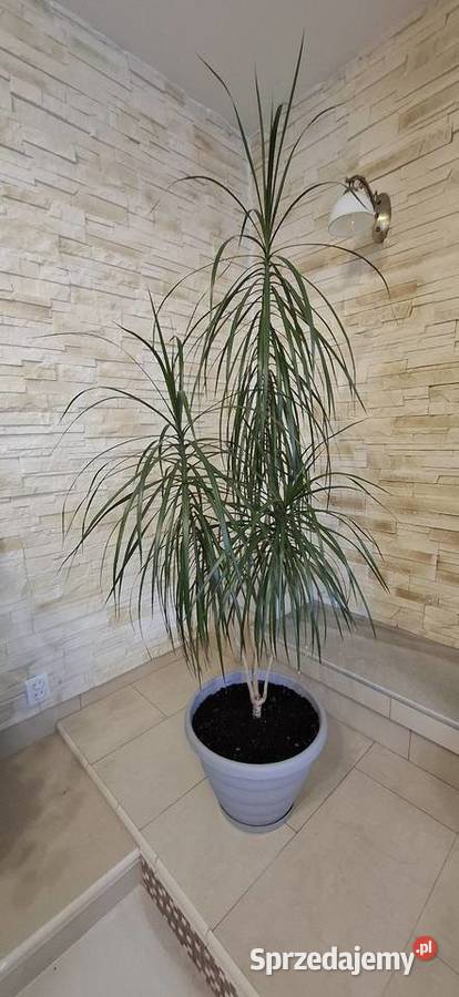 Dracena roślina w doniczce Goleniów