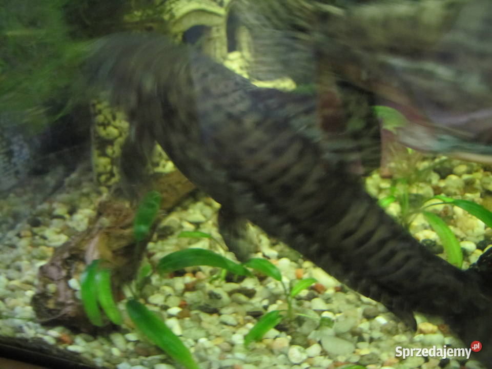 Kiryśniki czarnoplame sumy Toruń