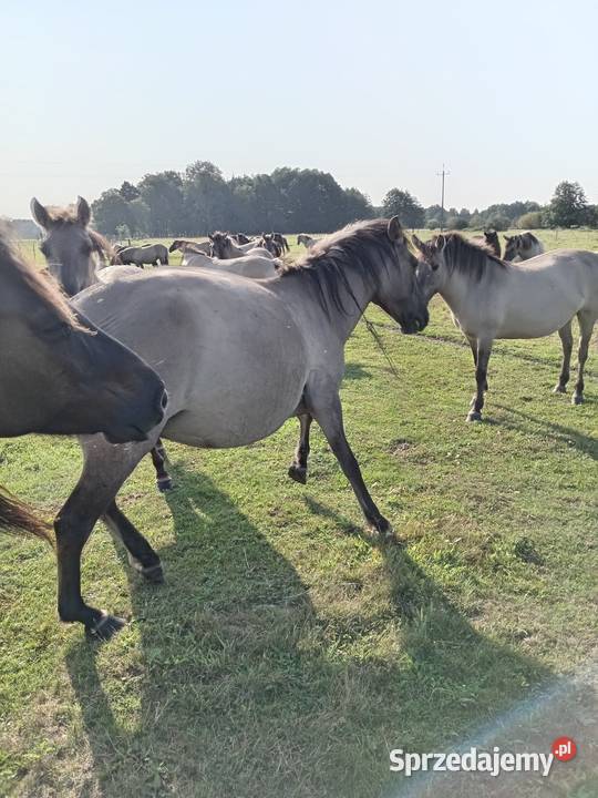 Sprzedaż różnych koni Sieroszowice