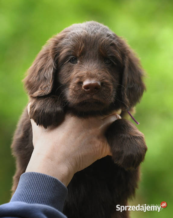 FlatCoated Retriever czekoladowe suczki ZKwP FCI Tarnów