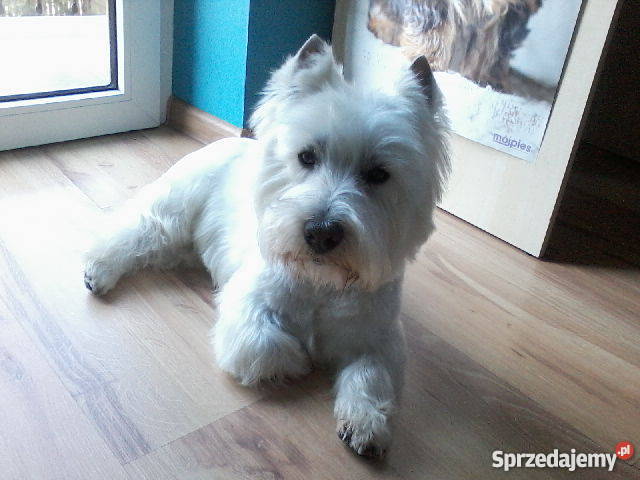 West Highland white terrier reproduktor Siewierz