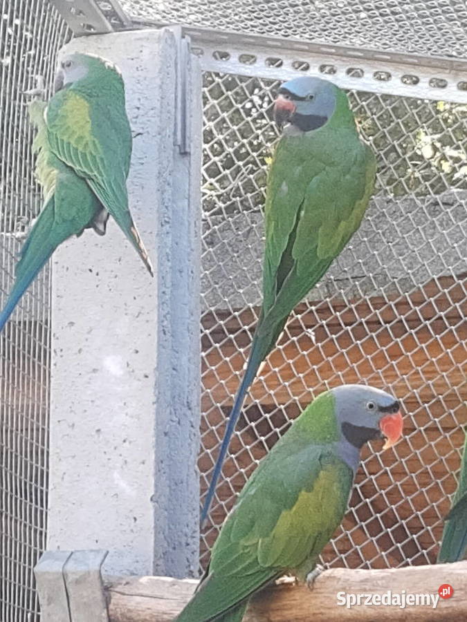 Aleksandretta chińska Parka Ptaki Krzepice sprzedam