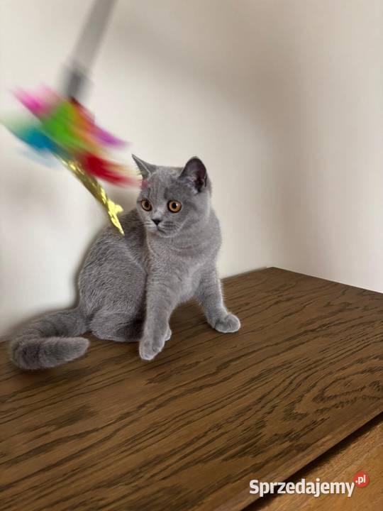 Kocięta brytyjskie z rodowodem FPL Felis Polonia małopolskie