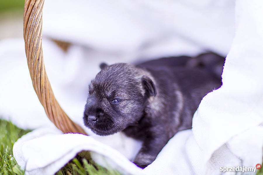 Szczeniaki Sznaucer Miniaturowy Pieprz i Sól warmińsko-mazurskie