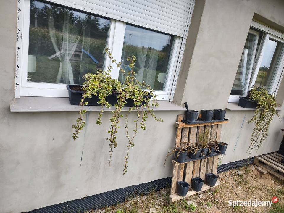 Płytka stopnica parapet Płytki i fugi Domasław