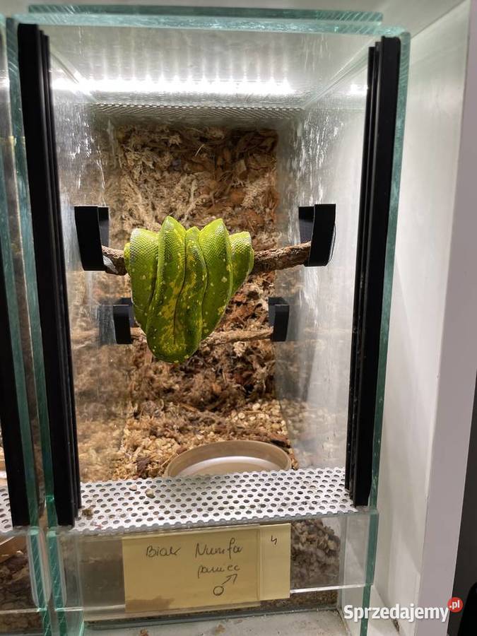Morelia viridis pyton zielony Częstochowa