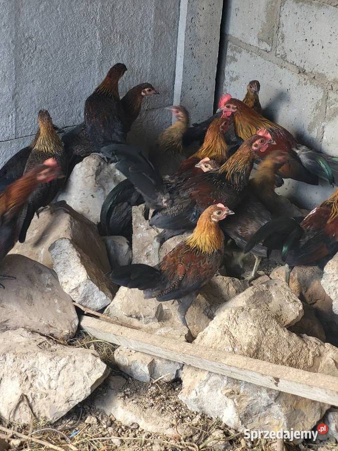 Sprzedam kury bankiwa świętokrzyskie Górno-Parcele