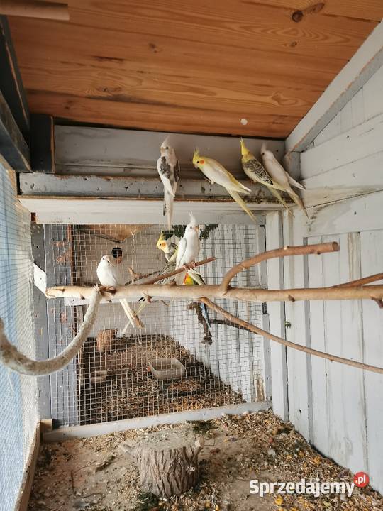 Ptaki z woliery zewnętrznej Maryszewice