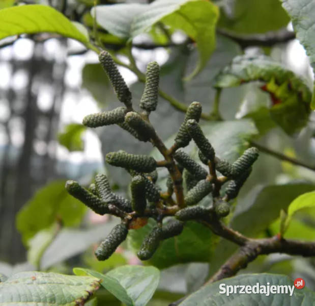 OLCHA NEPALSKA Alnus nepalensis NASIONA 100g kujawsko-pomorskie Lubanie sprzedam