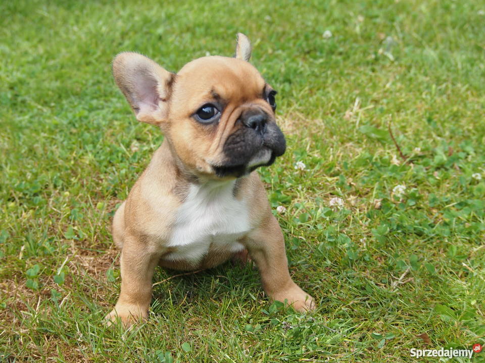 Buldog Francuski Skierniewice sprzedam
