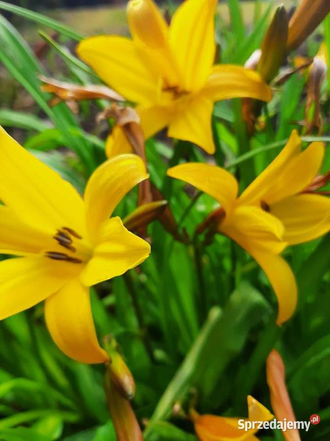 Liliowiec Mix Kolorów sprzedam