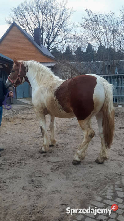 Na sprzedaż śliczna klacz zimnokrwista Kielce sprzedam