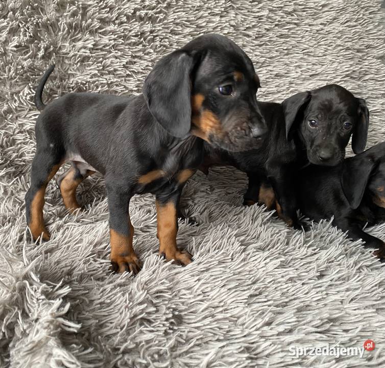 Gończy Polski Opole Lubelskie