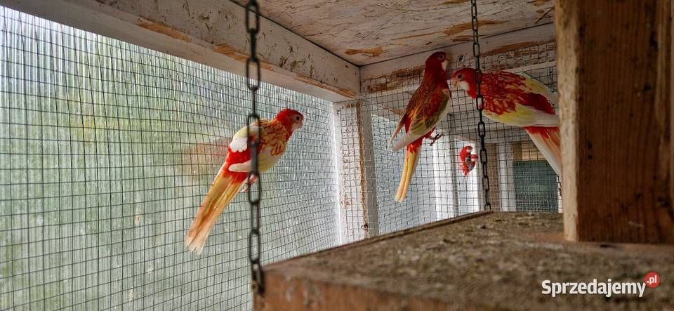 Rozelle Bialolice rubino Ptaki Kórnik