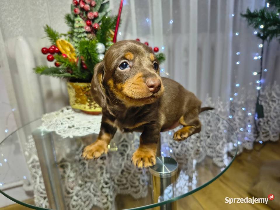 Jamniczek Choco Czekoladowy łódzkie Żychlin