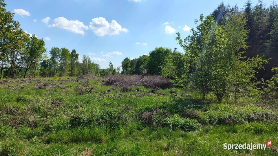 Drewno gałęzie na opał łódzkie Łódź sprzedam
