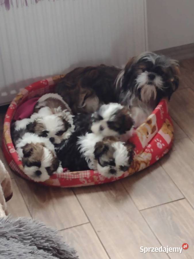 Szczeniaki Shih Tzu Bełżyce