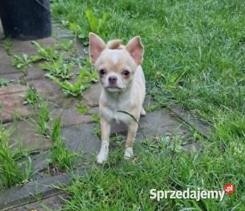 Chihuahua biało kremowa suczka śląskie