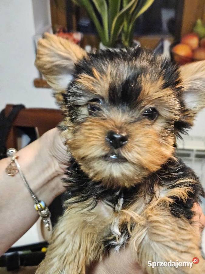 Piesek york Krościenko nad Dunajcem