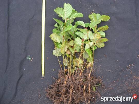 Olsza czarna 30 gr 4050 olszyna olcha Kalisz