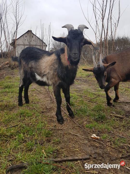 Koziołek z kwietnia Rudzienko sprzedam