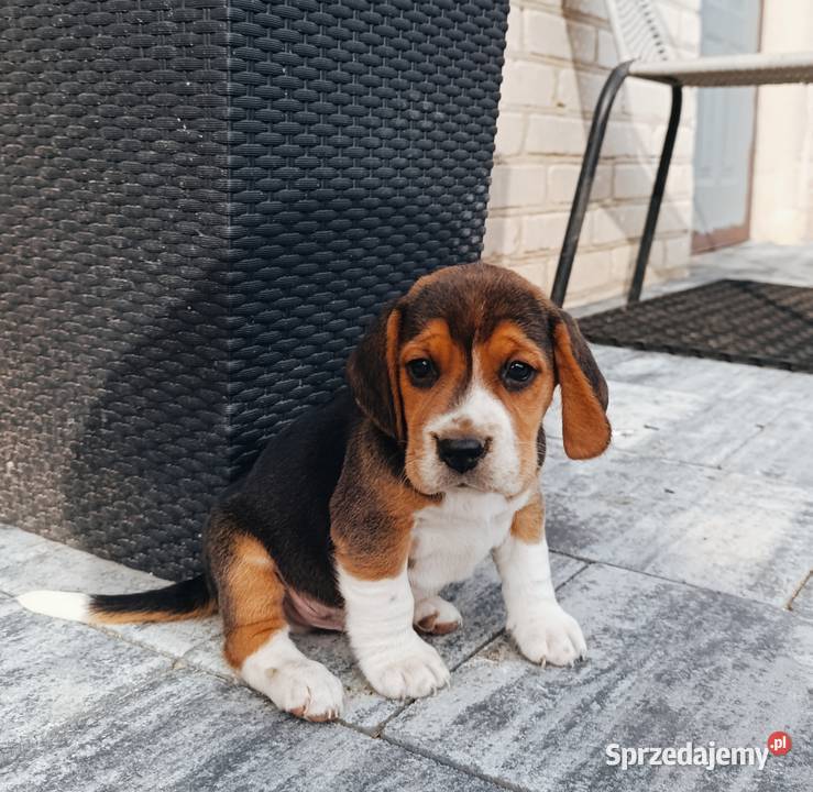 Beagle tricolor szczeniak Sokołów Podlaski