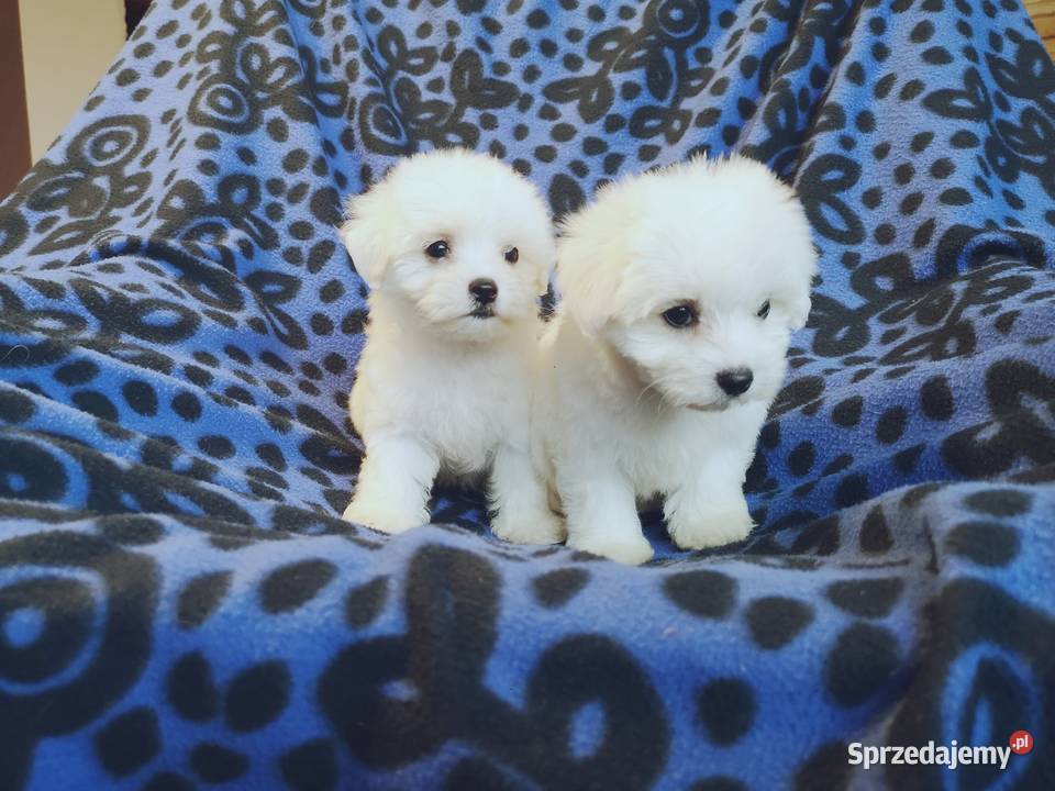 Maltanczyk Piękne Bialutkie Szczeniaczki zachodniopomorskie Szczecinek