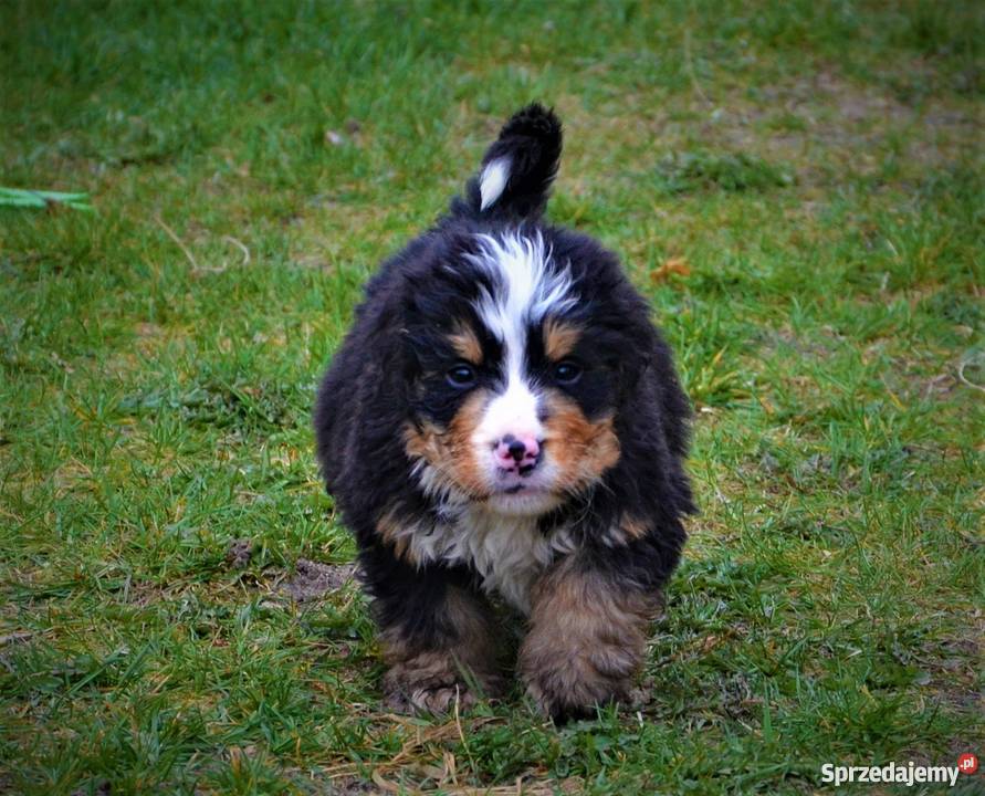 Berneński Pies Pasterski szczenięta ZKwPFCI