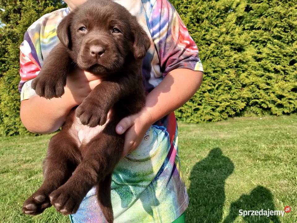 Szczeniaki Labrador Retriever Odolanów