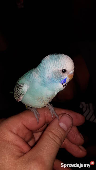Papugi papużki faliste ręcznie karmione oswojone Łaziska Górne