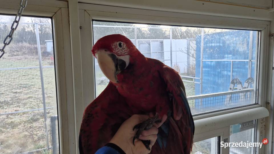 Ara Chloroptera samce 2025 sprzedam