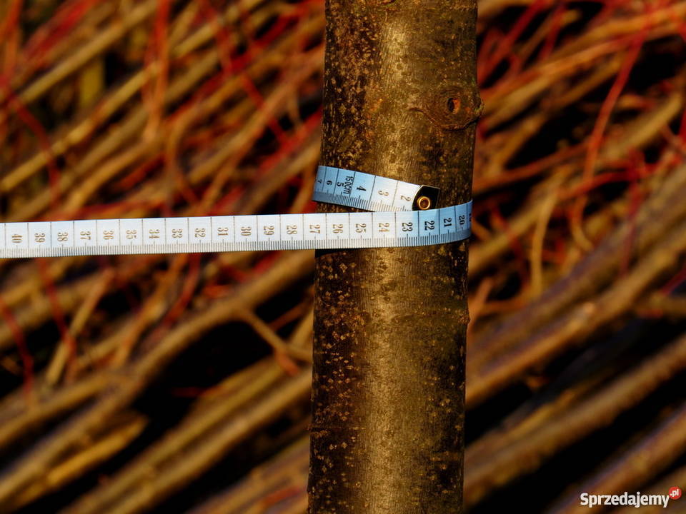 Duże drzewa alejowe Drzewo soliter Duża lipa lubelskie Wisznice