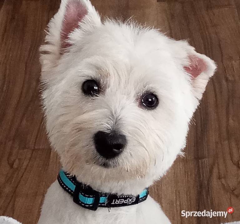 Wynajmę Domek 3 do Gór Sowich