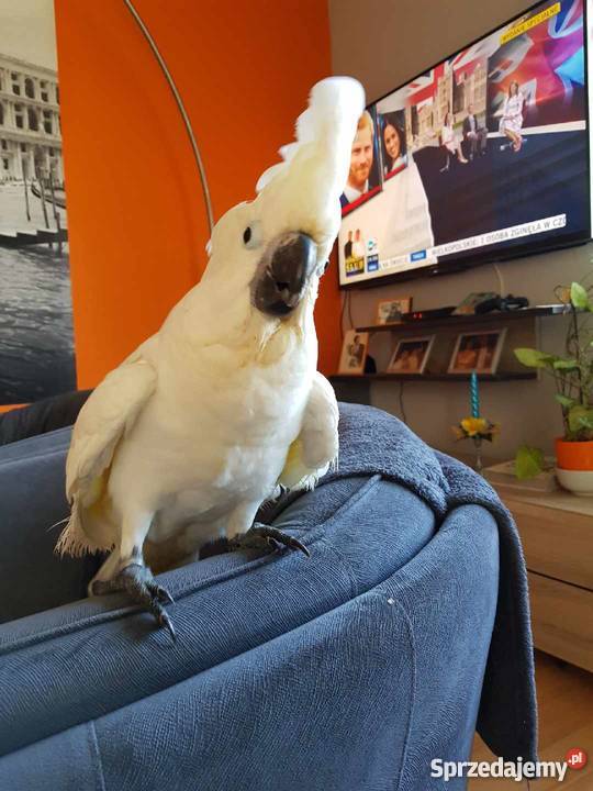 Kakadu Alba ręcznie karmiona sprzedam